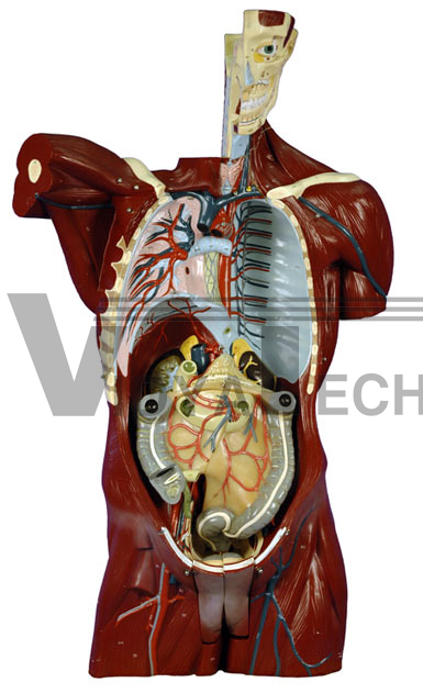 Internal Organs